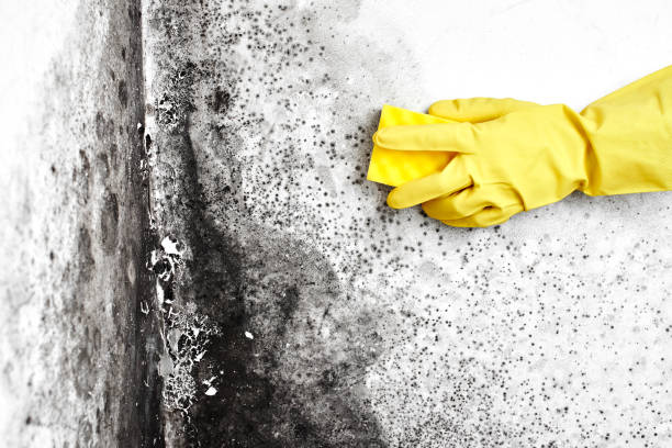 Best Emergency Mold Remediation in Newcastle, OK