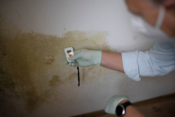 Reliable Newcastle, OK Mold Remediation Solutions
