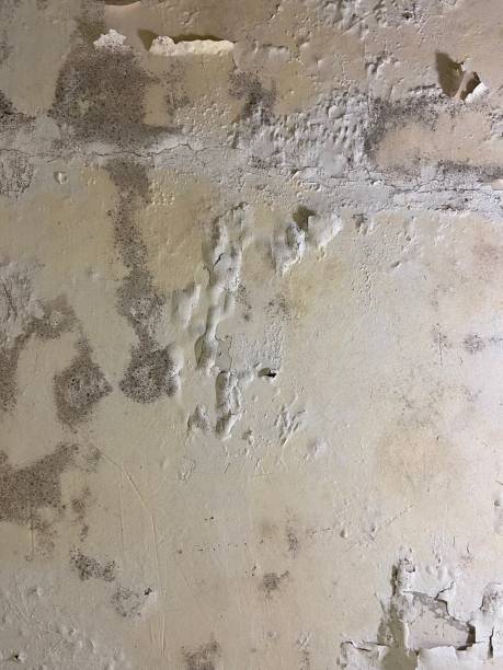 Best Mold Remediation for Schools in Newcastle, OK