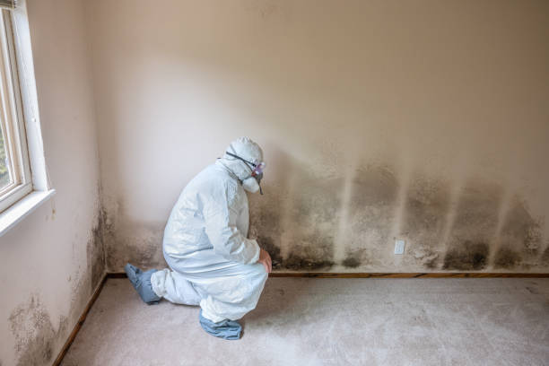 Best Residential Mold Remediation in Newcastle, OK